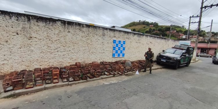 Polícia Ambiental apreende 76 pássaros silvestres em Paraíba do Sul
