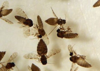 Rio de Janeiro registra mais duas mortes por febre Oropouche
