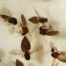 Rio de Janeiro registra mais duas mortes por febre Oropouche