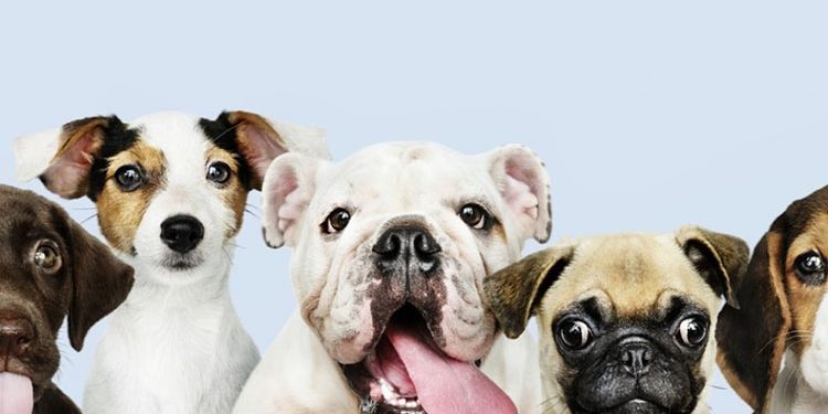 Alerj aprova lei que cria cemitérios e crematórios gratuitos para animais