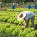 Alerj sanciona lei que cria polo agroecológico e orgânico no Médio Paraíba