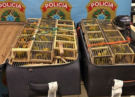 Homem é preso por tráfico de animais silvestres no Aeroporto Internacional de Brasília