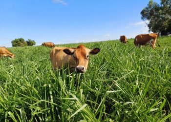 Governo do RJ firma parceria com Rede ILPF para impulsionar agricultura sustentável