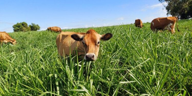 Governo do RJ firma parceria com Rede ILPF para impulsionar agricultura sustentável
