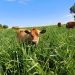 Governo do RJ firma parceria com Rede ILPF para impulsionar agricultura sustentável