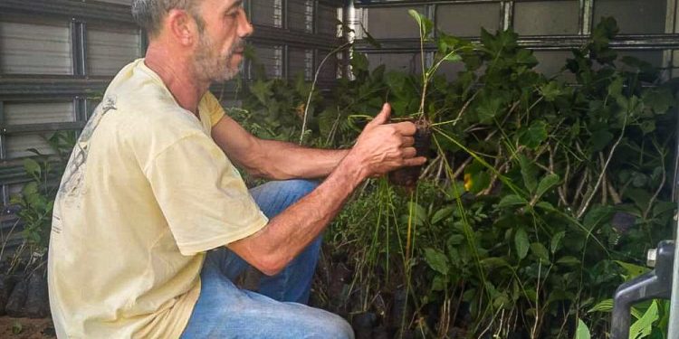 Volta Redonda recebe mais de 2 mil mudas nativas para ações de reflorestamento