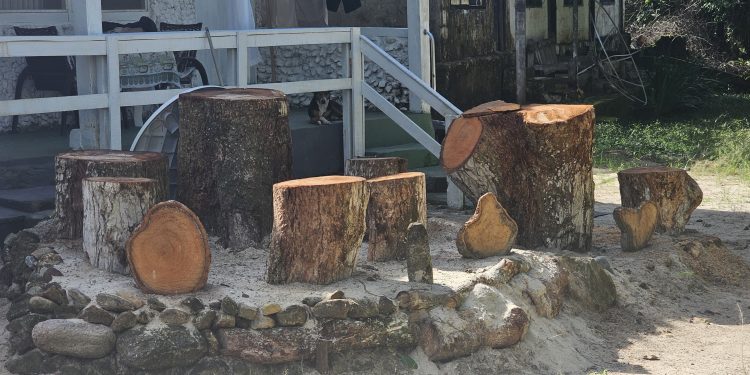 Polícia Ambiental identifica corte de árvores em Paraty