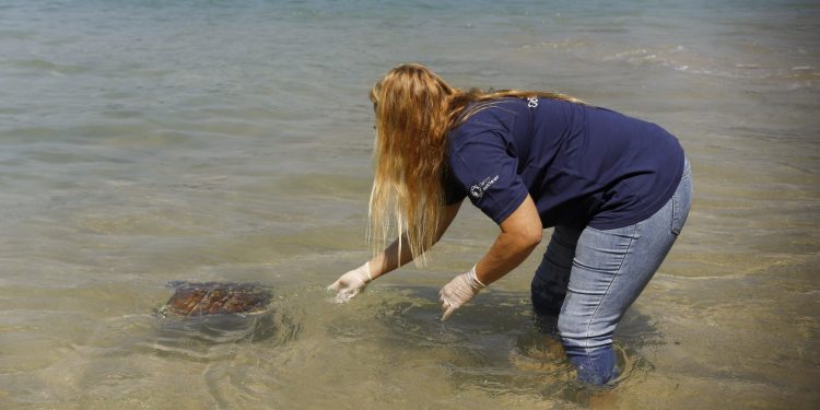 Eletronuclear atua na preservação de tartarugas marinhas com programa ambiental em Angra