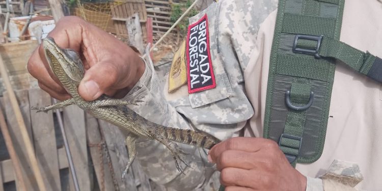 Jacaré-de-papo-amarelo é encontrado e resgatado em Barra Mansa