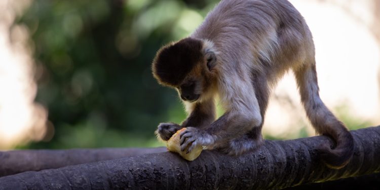 Zoológico de Volta Redonda terá visitação noturna durante o mês de julho