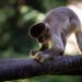 Zoológico de Volta Redonda terá visitação noturna durante o mês de julho