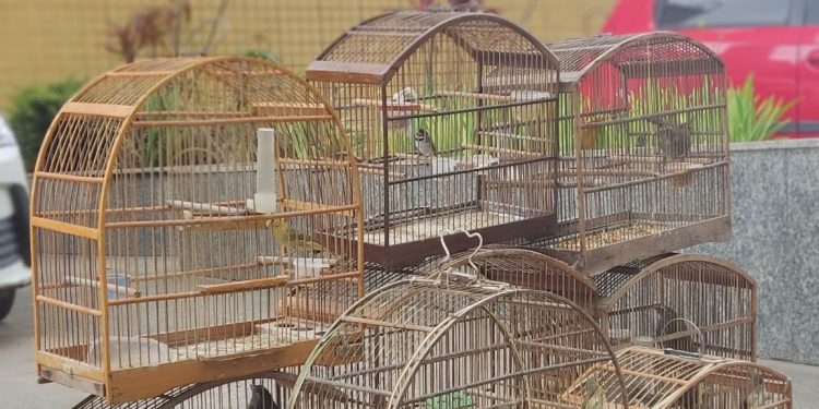Polícia Ambiental resgata 13 pássaros de cativeiro em Mendes