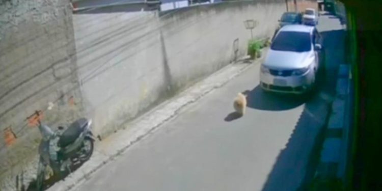 Cão é atropelado e motorista foge sem prestar socorro em Barra Mansa