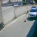 Cão é atropelado e motorista foge sem prestar socorro em Barra Mansa