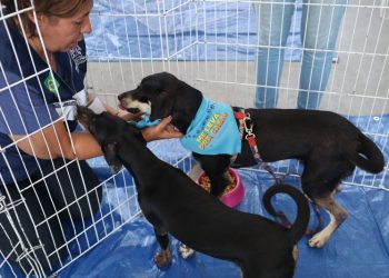 Barra do Piraí já garantiu um lar para 103 pets com a campanha “Me Leva pra Casa”