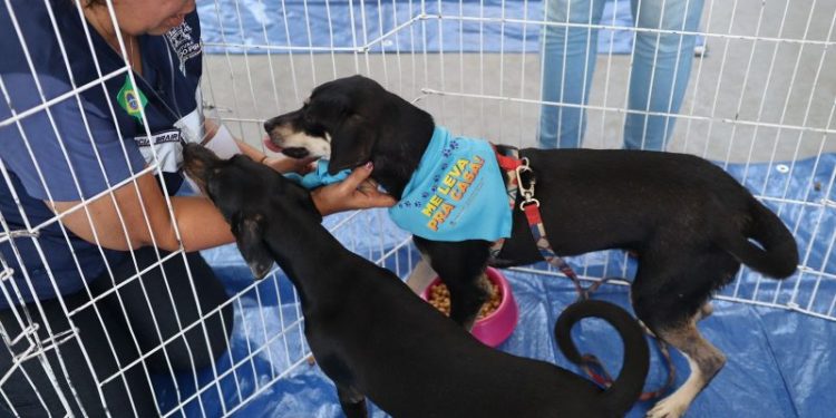 Barra do Piraí já garantiu um lar para 103 pets com a campanha “Me Leva pra Casa”
