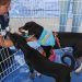 Barra do Piraí já garantiu um lar para 103 pets com a campanha “Me Leva pra Casa”