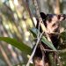 Zoológico de Volta Redonda devolve mais três animais à natureza