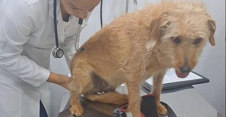 Vetmóvel faz 170 atendimentos gratuitos em Volta Redonda