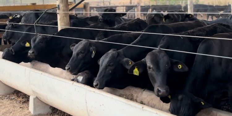 Estado do Rio realiza primeira exportação de gado vivo e avança no mercado internacional
