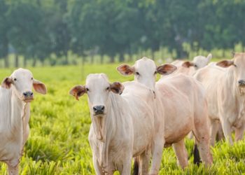 Rio de Janeiro firma acordo para expandir agricultura sustentável com sistema ILPF