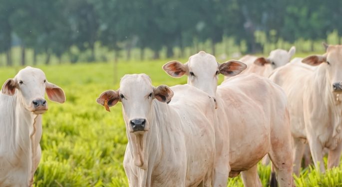 Rio de Janeiro firma acordo para expandir agricultura sustentável com sistema ILPF