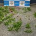 Polícia encontra plantação de maconha em área de mata em Itatiaia