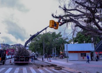 Barra do Piraí realiza supressão de árvore morta na Praça Nilo Peçanha