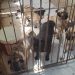 Volta Redonda resgata animais vítimas de maus-tratos em canil irregular no Belmonte
