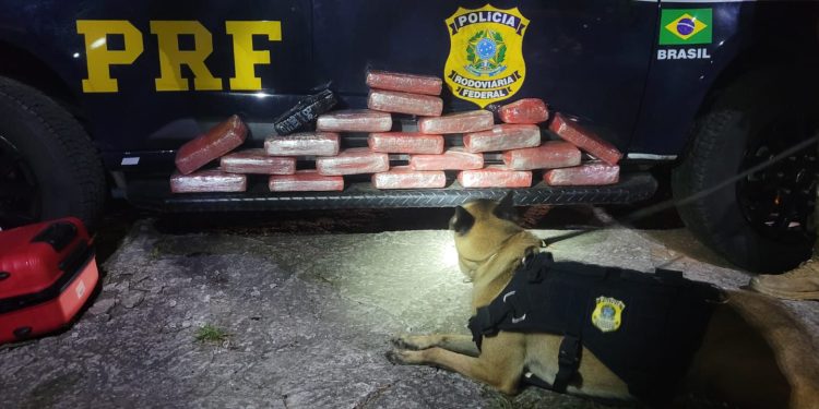 Passageira é presa na Dutra com carregamento de maconha vindo do Peru