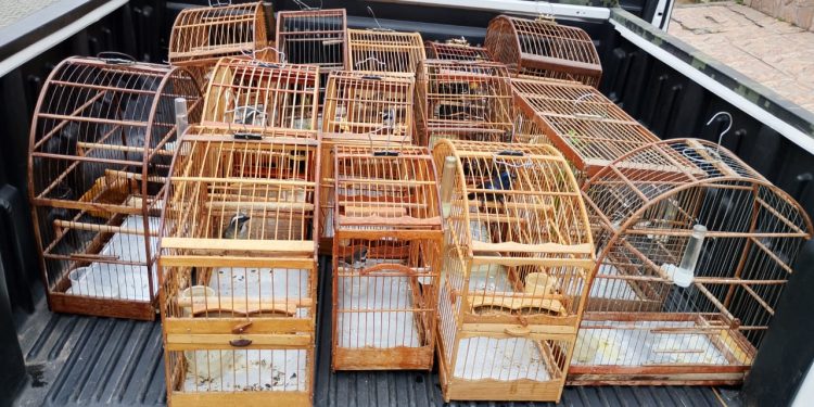 Barra Mansa realiza operação contra posse ilegal de animais silvestres