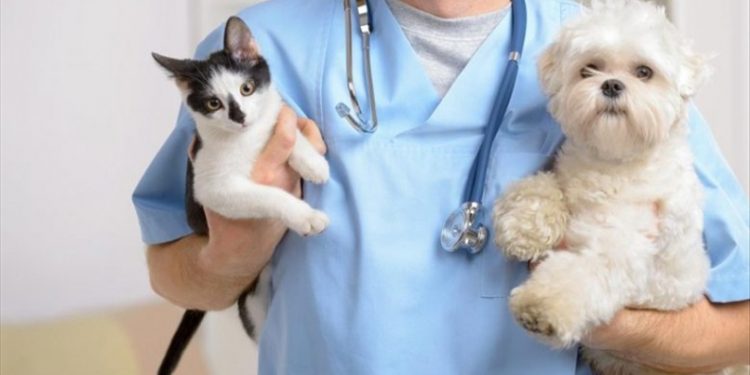 Alerj aprova campanha sobre castração e prevenção de câncer em animais no RJ