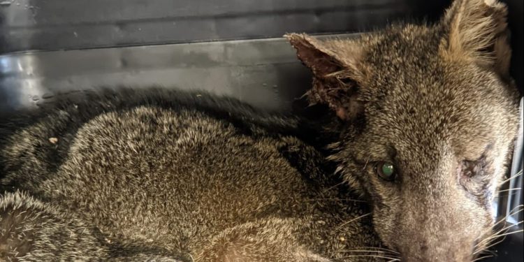 Barra do Piraí registra mais de 60 resgates de animais silvestres em 2025