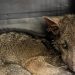 Barra do Piraí registra mais de 60 resgates de animais silvestres em 2025