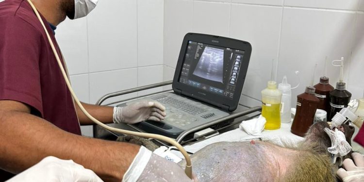 Animais do Zoológico de Volta Redonda passam por avaliação de saúde