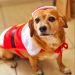 “Pet Noel” reúne tutores e animais em evento natalino em Barra Mansa