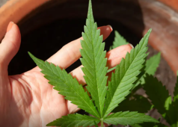 Anvisa discute nesta quarta regras para a produção de cannabis no país