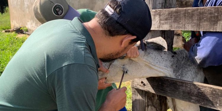 Barra Mansa intensifica vacinação obrigatória contra brucelose em bezerras