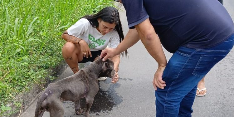 Pitbull é resgatado em estado grave às margens de rodovia em Volta Redonda