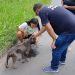 Pitbull é resgatado em estado grave às margens de rodovia em Volta Redonda
