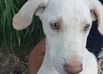 Homem é preso em flagrante por agredir filhote de 4 meses em Piraí