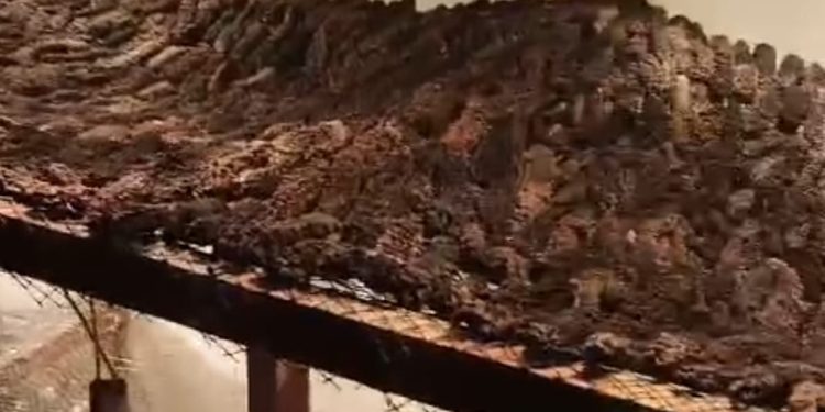 Polícia faz operação contra pesca e comércio clandestino de animais marinhos em Angra