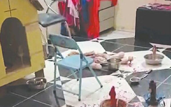 Homem é preso por maus-tratos a animais e polícia investiga suspeita de rituais em Barra Mansa
