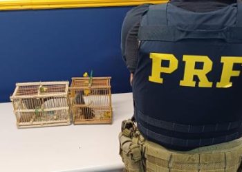 PRF flagra ônibus com motorista sem habilitação e aves silvestres na Dutra