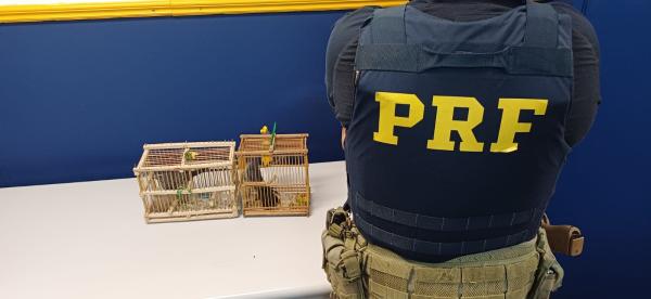PRF flagra ônibus com motorista sem habilitação e aves silvestres na Dutra