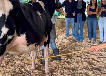 Jornada técnica abre Expo Girolando em Barra Mansa com foco em produtividade no campo