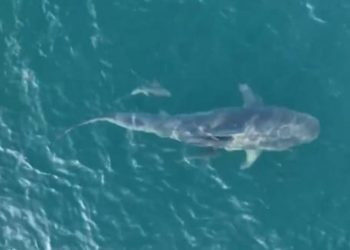 Cientistas identificam cerca de 100 tubarões-tigre na Baía da Ilha Grande, em Angra dos Reis