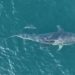 Cientistas identificam cerca de 100 tubarões-tigre na Baía da Ilha Grande, em Angra dos Reis