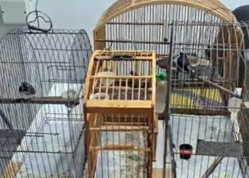 Força-tarefa apreende 18 pássaros silvestres em Volta Redonda