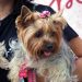 Evento “Mãe de Pet” reúne ações de conscientização e bem-estar animal neste sábado em Barra Mansa